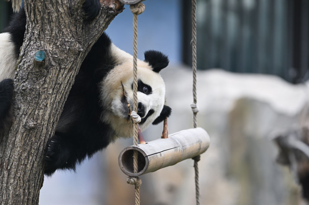 西寧：大熊貓度中秋